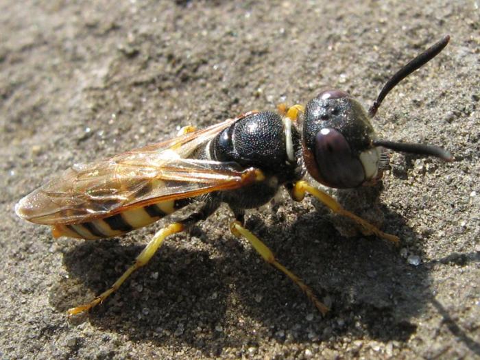 IMG_0015 (3) - копиÑ.JPG