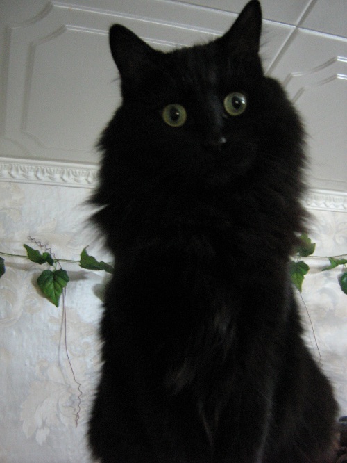 IMG_0040 (2).jpg.JPG