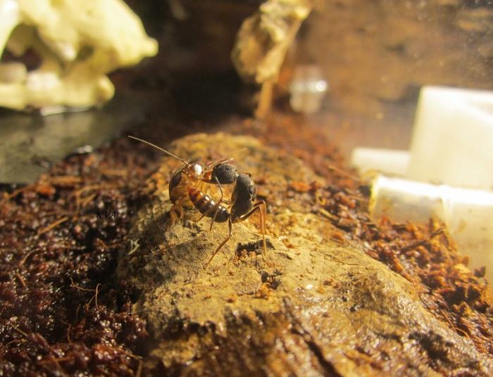 IMG_0145 â ÐºÐ¾Ð¿Ð¸Ñ (2).JPG