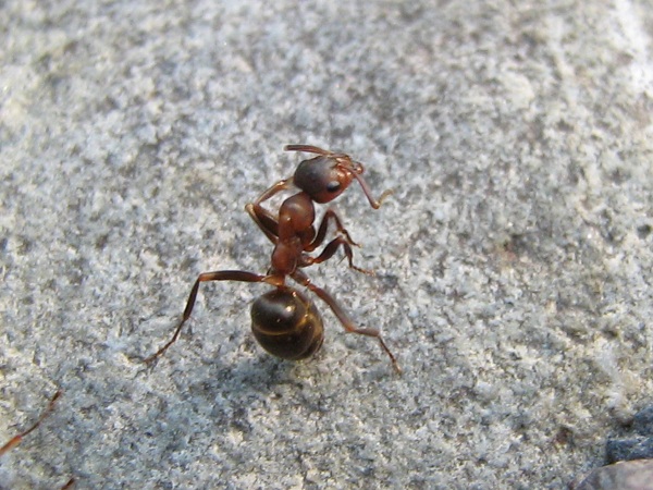 IMG_0197 - копиÑ.JPG