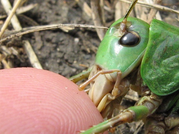 IMG_0385 (2) - копиÑ.JPG