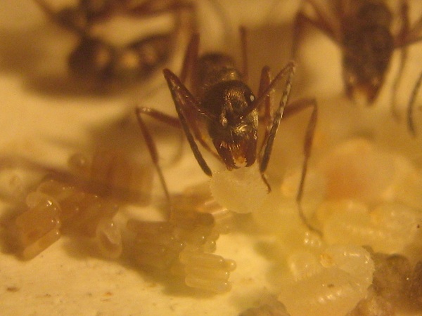 IMG_0646 - ÐºÐ¾Ð¿Ð¸Ñ.JPG