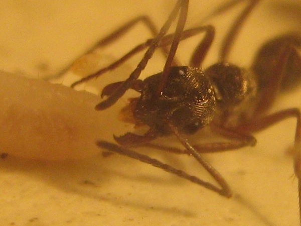 IMG_0652 - ÐºÐ¾Ð¿Ð¸Ñ.JPG