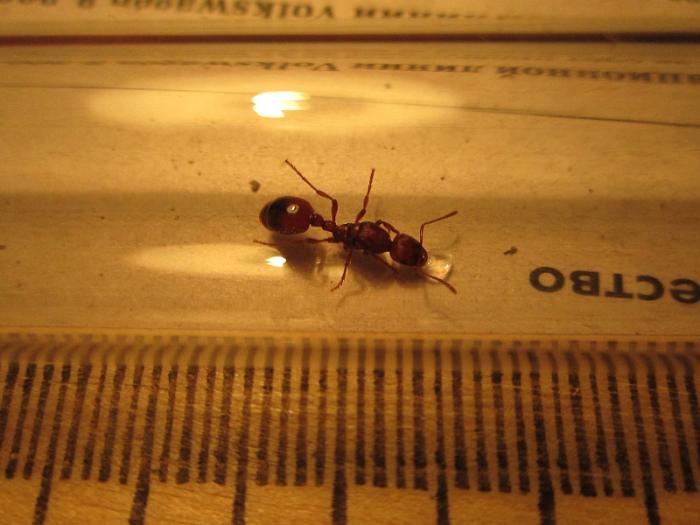 IMG_0728 - копиÑ.JPG