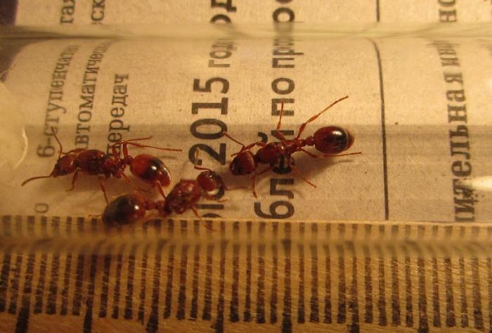 IMG_0730 - ÐºÐ¾Ð¿Ð¸Ñ.JPG