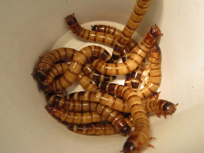 IMG_0969 - ÐºÐ¾Ð¿Ð¸Ñ.JPG