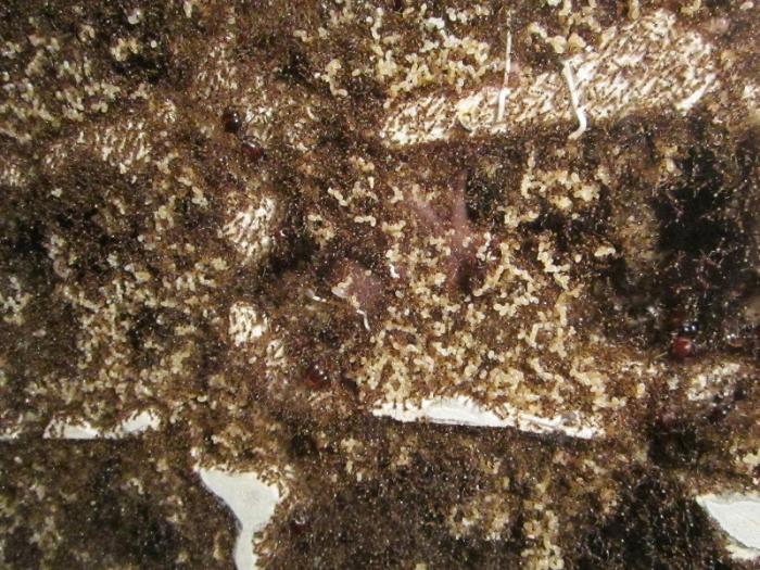 IMG_1076 - ÐºÐ¾Ð¿Ð¸Ñ.JPG