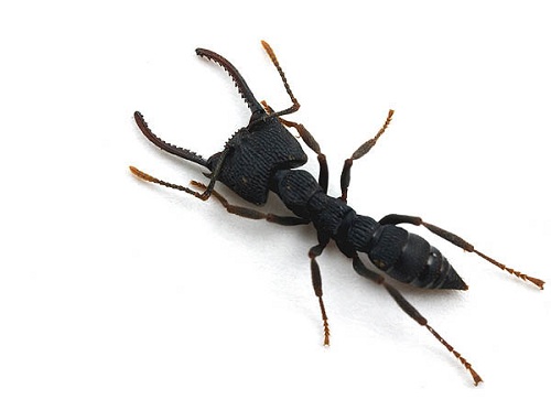 Mystrium oberthueri.JPG