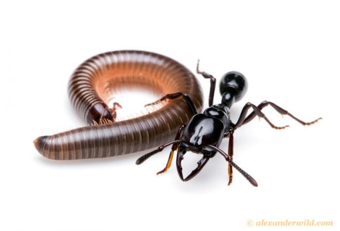 Plecroctena cristata.jpg