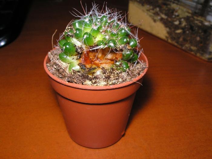 Пострадавший кактус