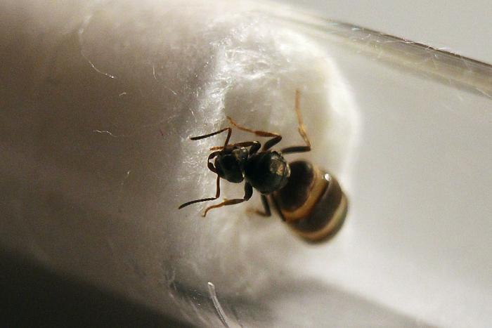 Lasius Niger