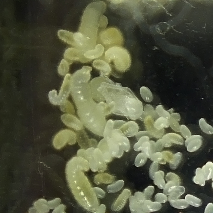 DSCF5186 - ÐºÐ¾Ð¿Ð¸Ñ 700.jpg