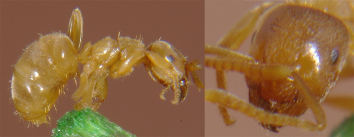 Lasius flavus-L.jpg