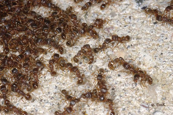 Tetramorium caespitum -11.jpg