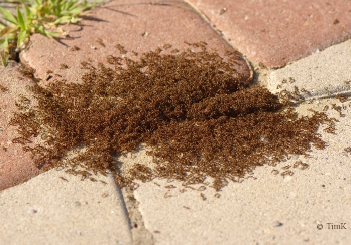 Tetramorium caespitum -2.jpg