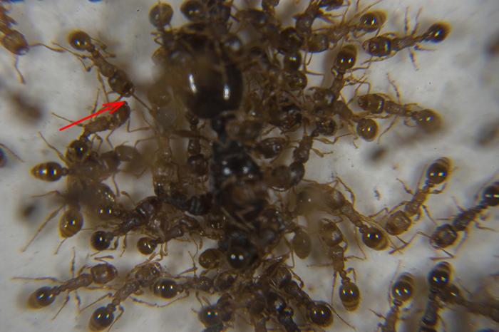 Tetramorium caespitum 11.JPG