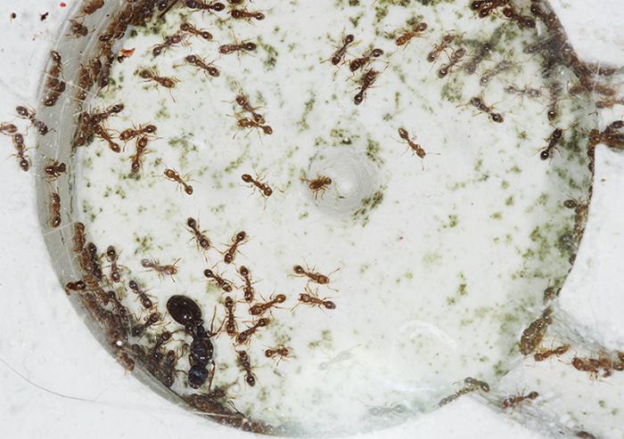 Tetramorium caespitum 13.jpg
