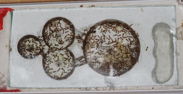 Tetramorium caespitum 14.jpg