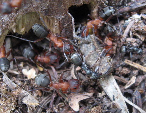 Определяем.