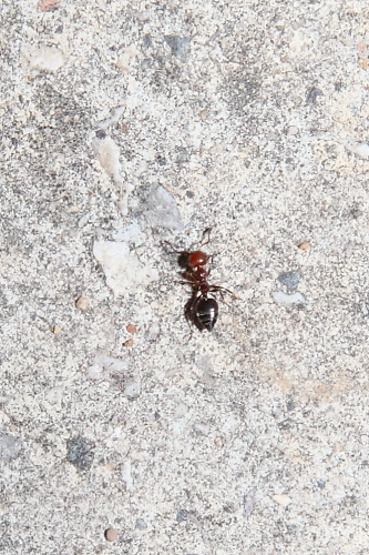Crematogaster