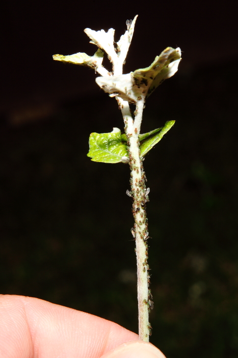 Ветка с тлёй