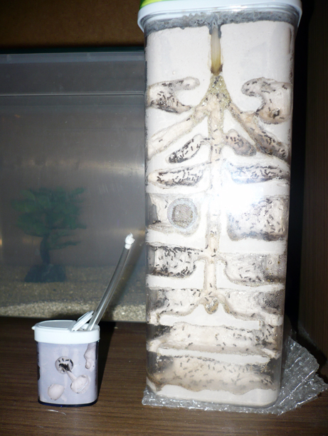 А вот он рядом с основным