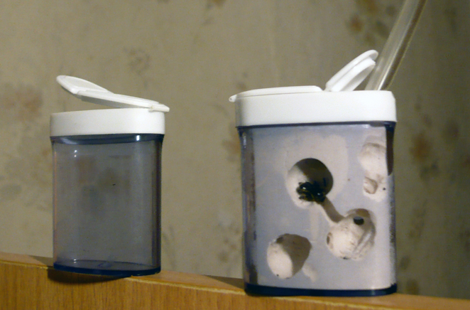 Делался он из такой вот коробочки для лекарств, купленной для отлова отлетевших, но получившей другое предназначение