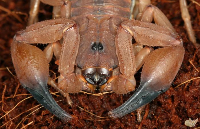 Babycurus jacksoni face.jpg