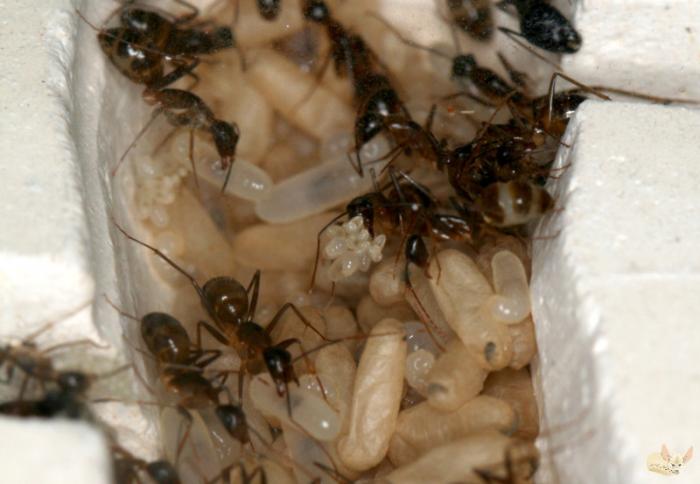 Camponotus albosparsus.jpg