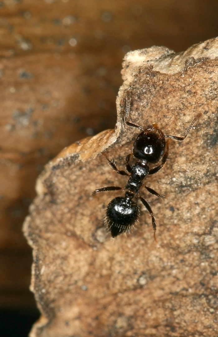 Crematogaster sp black