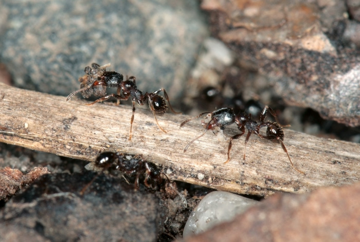 Роют норы по весне