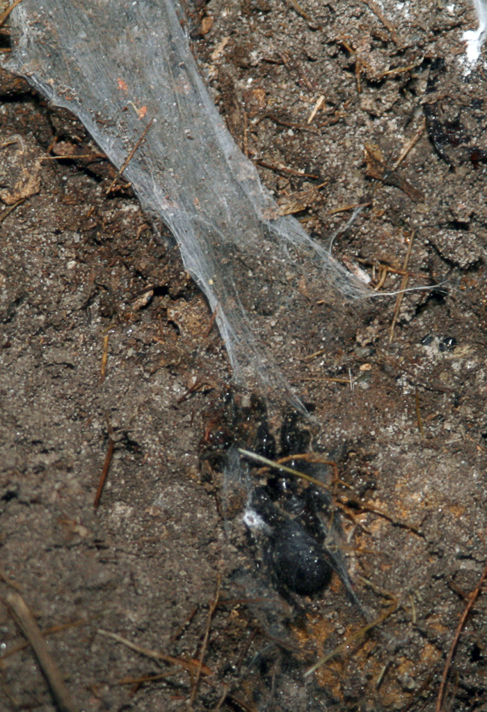 Funnel web spider