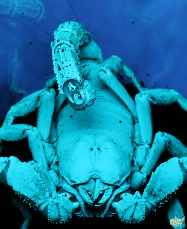 Heterometrus spinifer UV.jpg