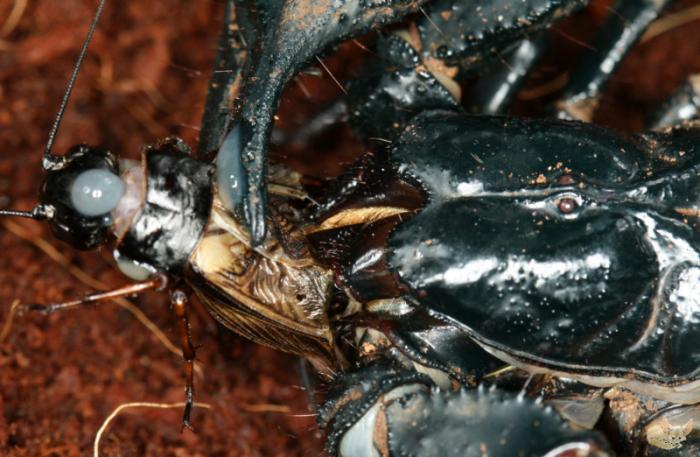 Heterometrus spinifer eat.jpg