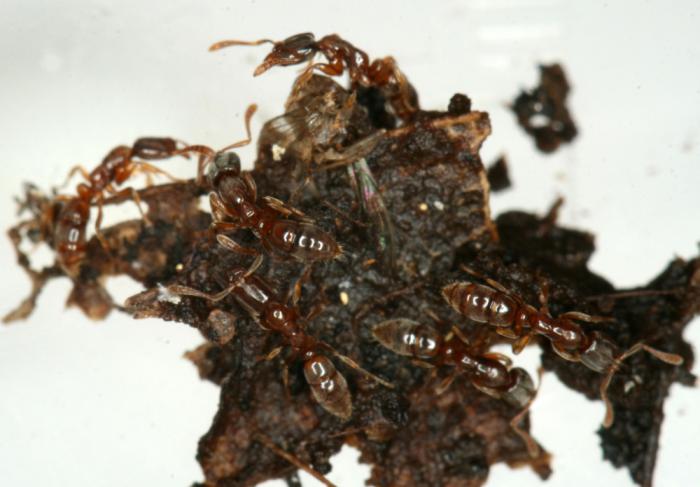 Отловленные особи