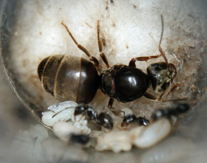 Lasius niger female.JPG