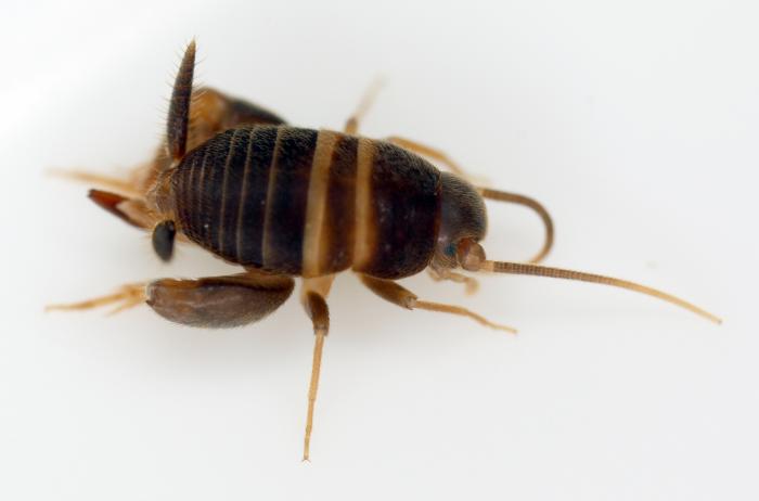 Myrmecophila acervorum.jpg