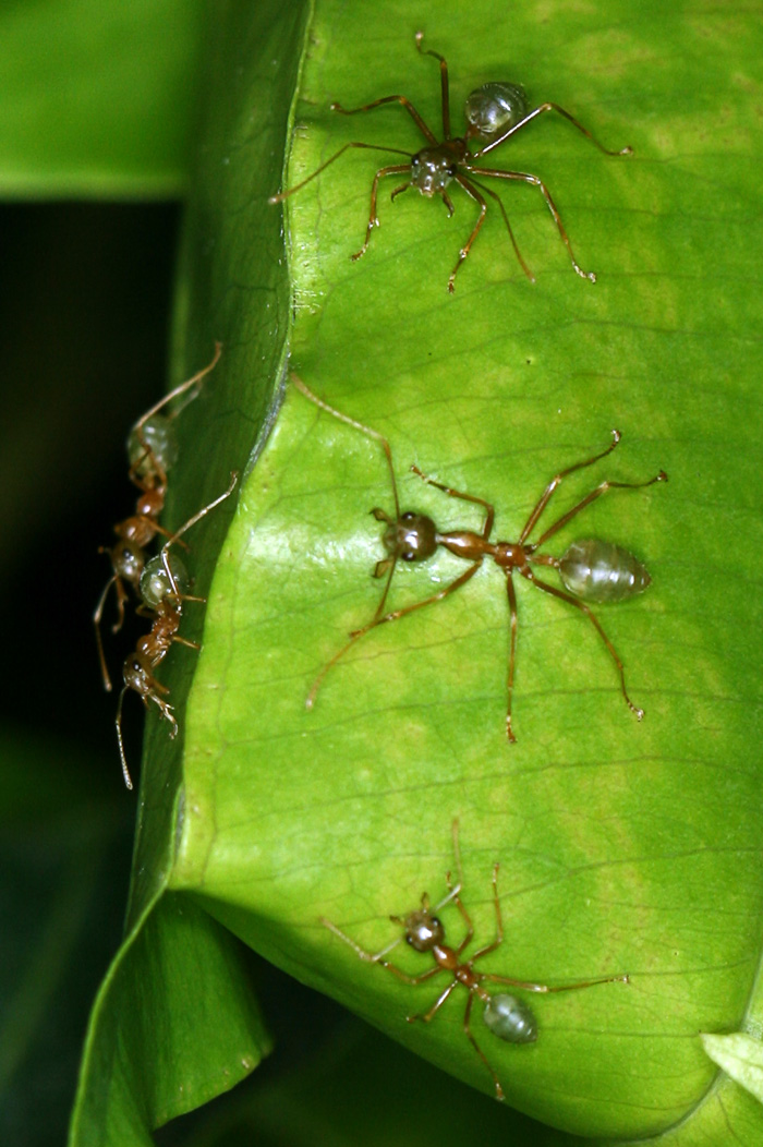 Oecophylla smaragdina, защитники гнезда