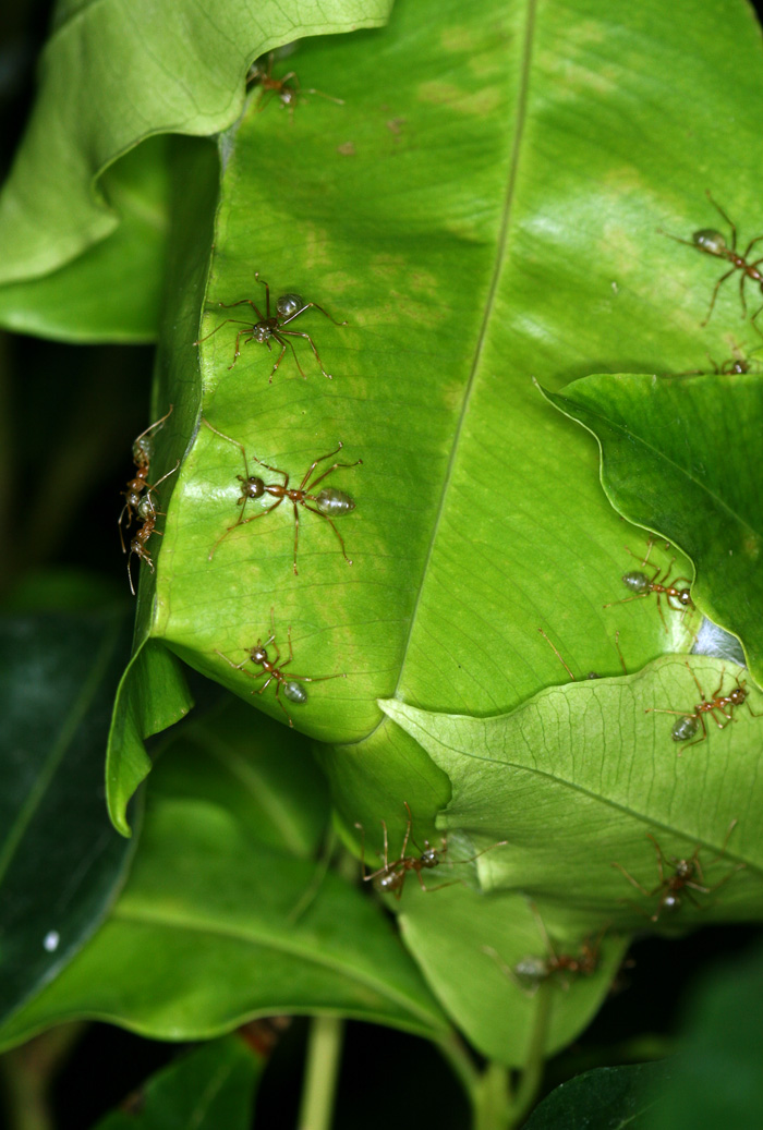 Oecophylla smaragdina гнездо