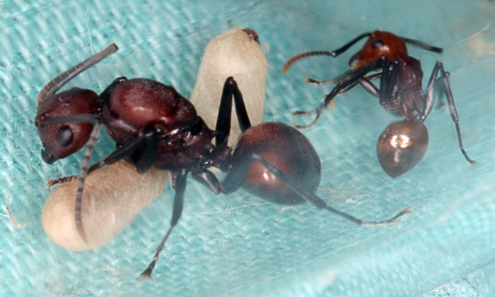 Polyrhachis sp.