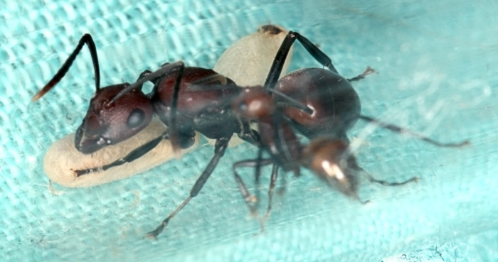 Polyrhachis sp.