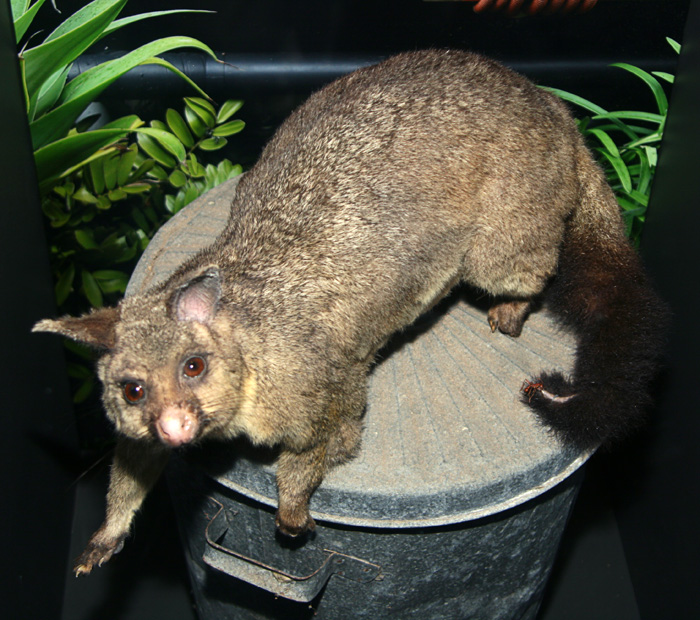 Possum and myrmecia