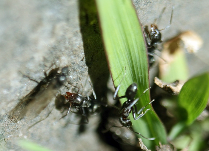 Самец мелких земляных
