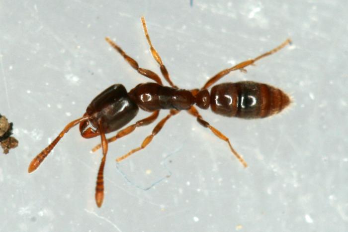 ant2.jpg