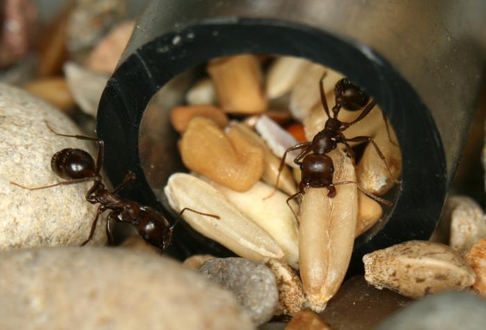 вход в трубку