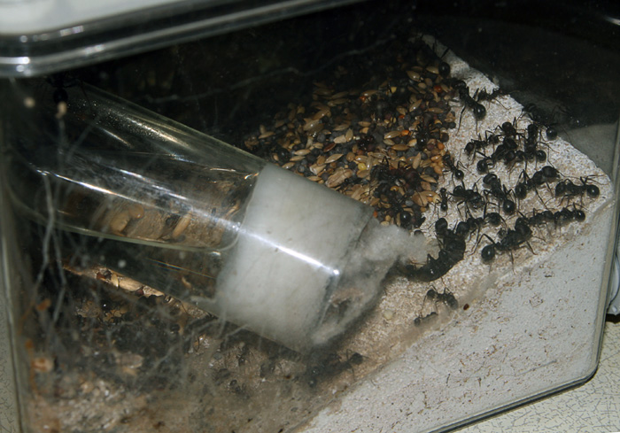 арена аренариусов