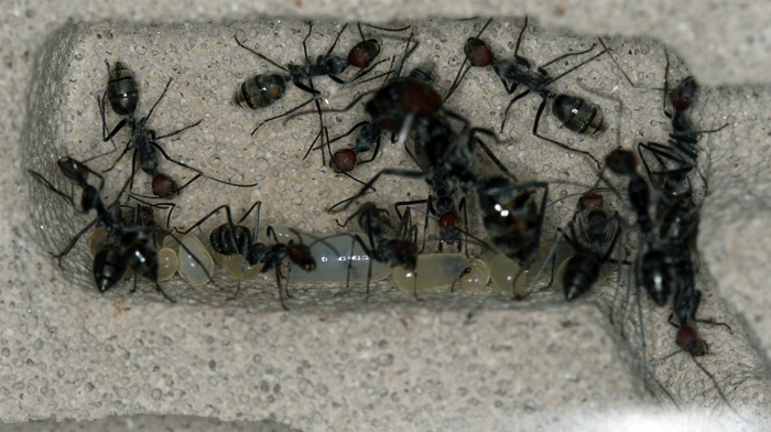 Левая камера