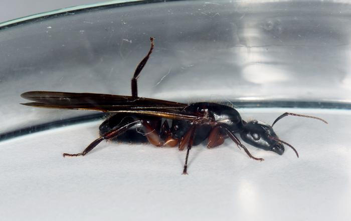 camponotus sp1