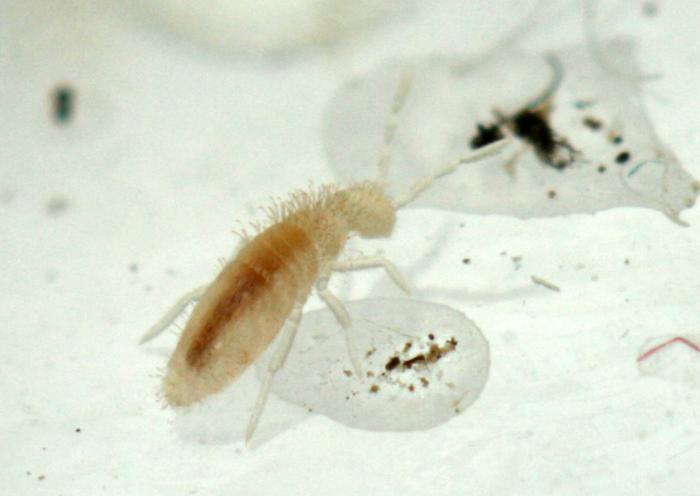 волосатая жертва