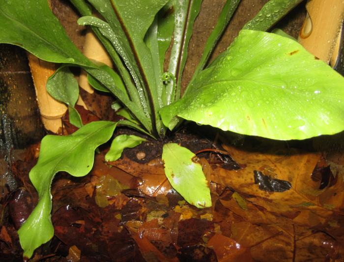 субстрат на дне